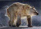Белый медведь. Фото