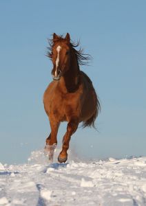 Будённовская лошадь ― PopCards.ru